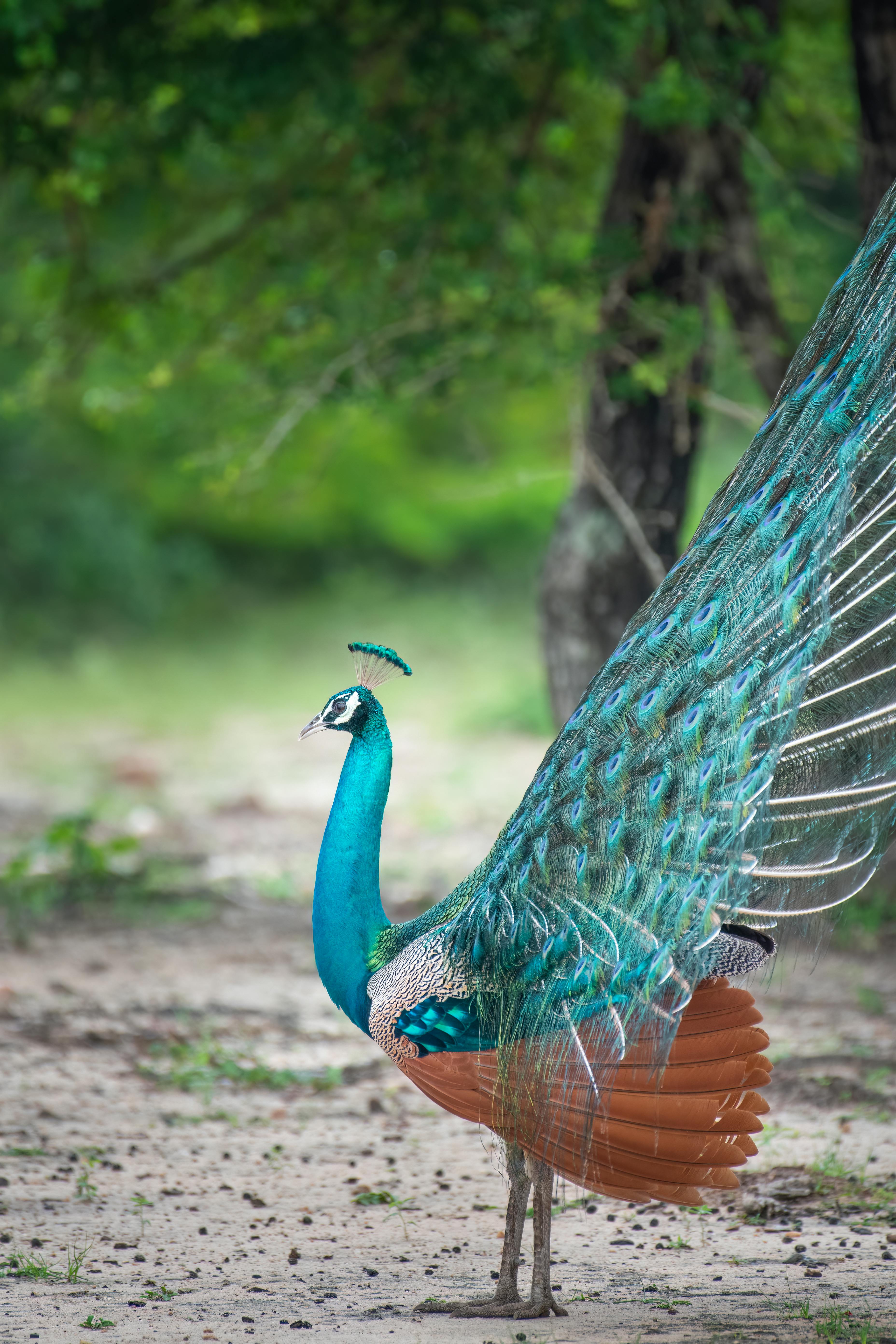 Wilpattu National Park and Anuradhapura tour from Kalpitiya