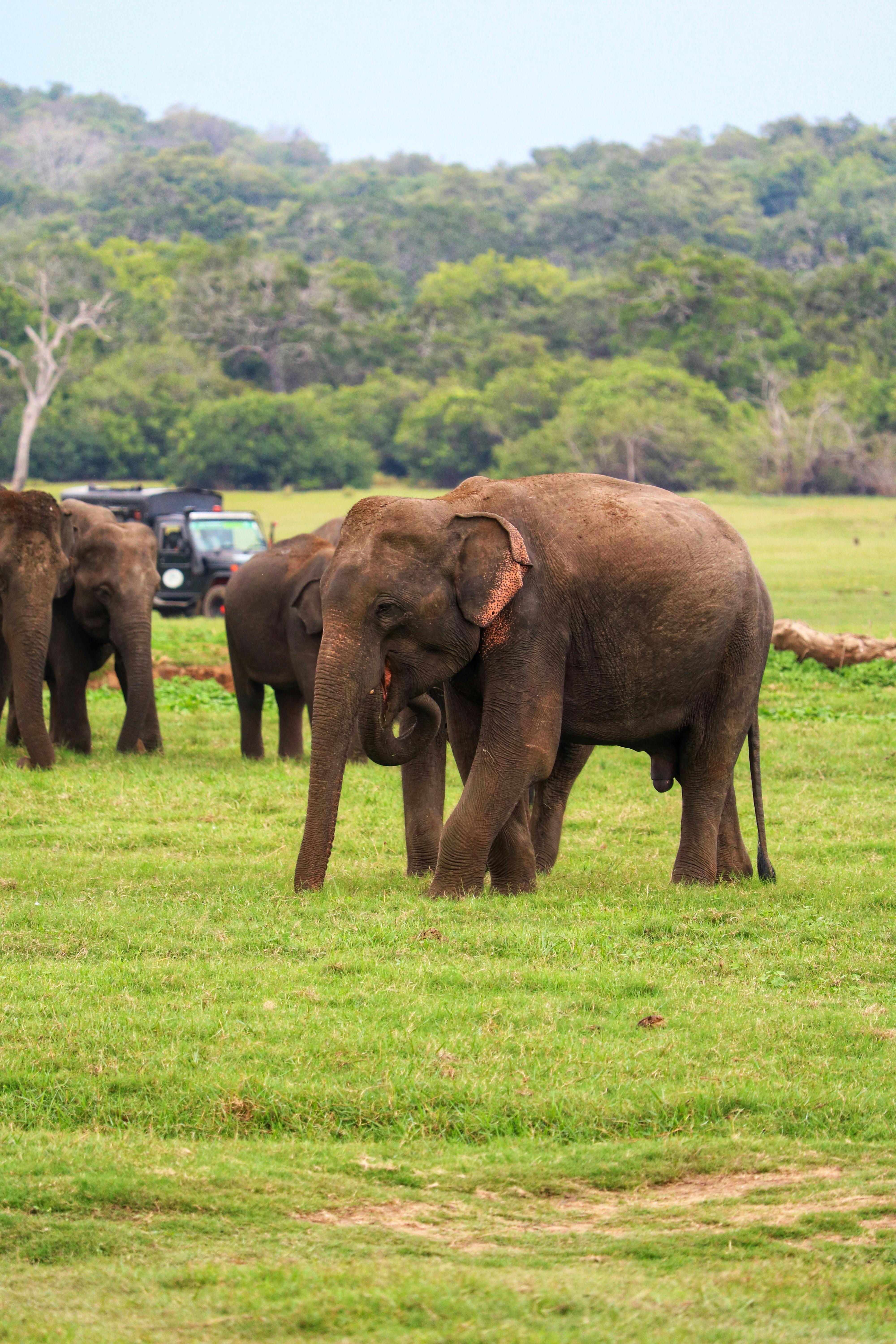 Minneriya National Park elephant safari Sri Lanka elephants gathering